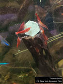 Calcium Chips - Crayfish Empire