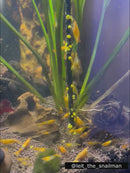 Spirulina and Bee Pollen Shrimp Sticks - Crayfish Empire