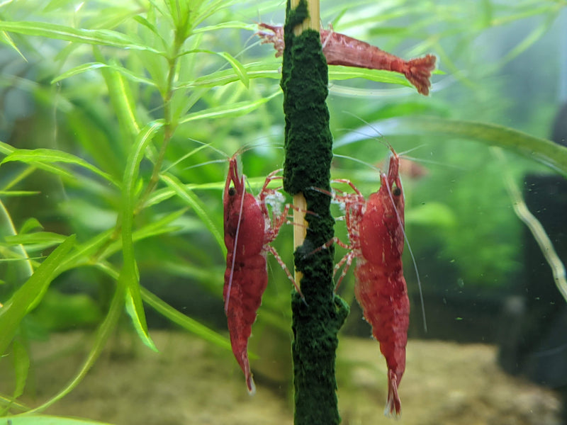 Spirulina Shrimp Sticks - Crayfish Empire