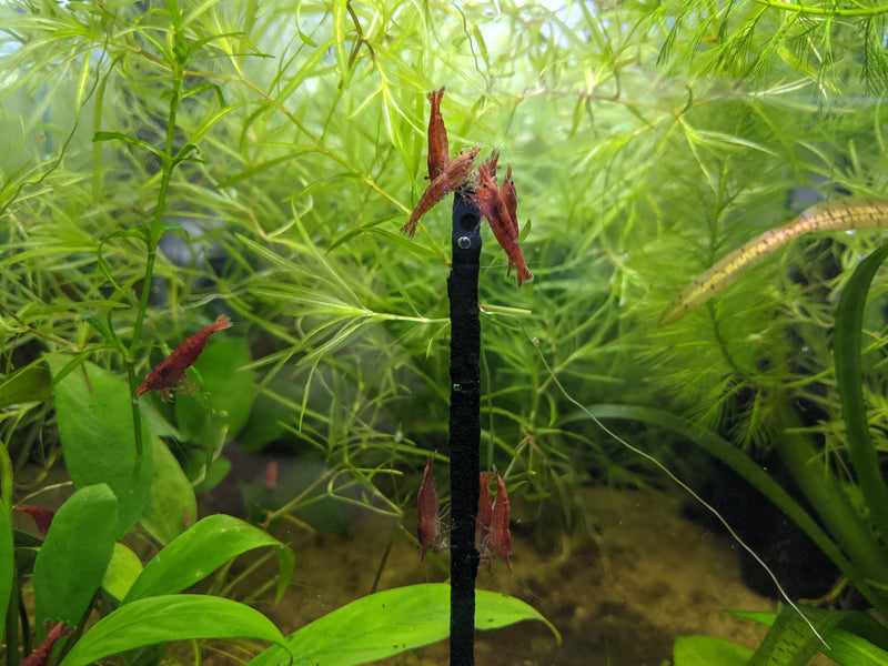 Spirulina Shrimp Sticks - Crayfish Empire