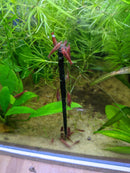 Spirulina Shrimp Sticks - Crayfish Empire