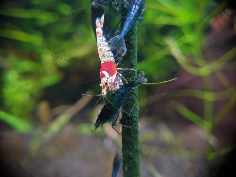 Crayfish Empire Shrimp Stick - Crayfish Empire