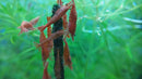 Spirulina Shrimp Sticks - Crayfish Empire